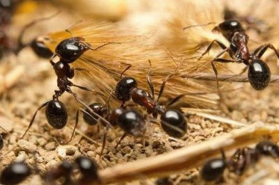 Как муравьи общаются друг с другом?