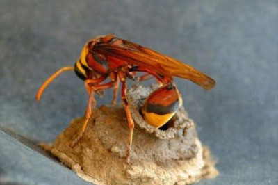 Как осы строят свои гнезда?