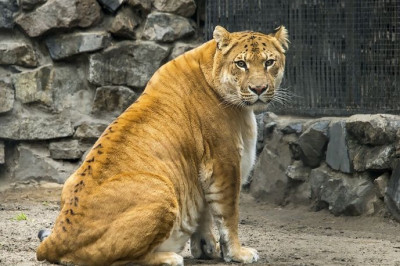 Кто такие тигоны и лигры?