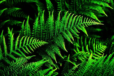 Когда цветет папоротник?