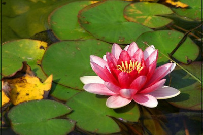 Кто такие лотофаги?