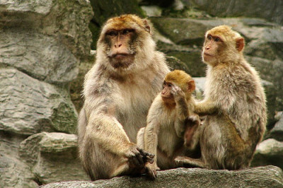 Кто такие маготы?