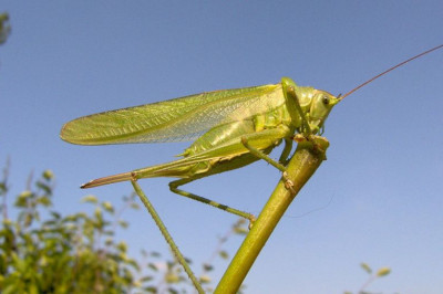 Зачем сверчки и кузнечики стрекочут?