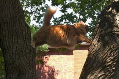 Коты бестолкового поведения