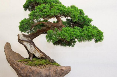 Где находится родина бонсая?