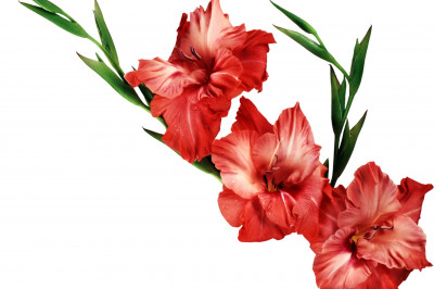 Когда гладиолусы были оценены по достоинству?