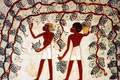 Какое вино принято считать древнейшим?