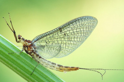 Кто никогда не кушает?