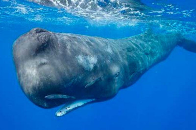 Как кашалоты связаны с парфюмерией?