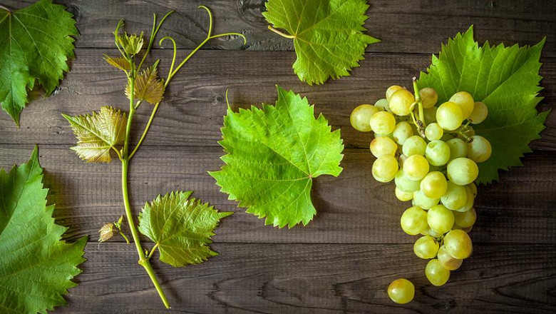 Виноград кишмиш 342 – особенности выращивания и ухода