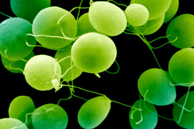 Способны ли растения видеть?