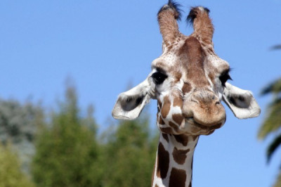 Зачем жирафу рожки?