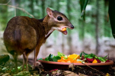 Какое парнокопытное самое маленькое в мире?