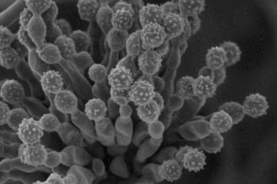 Кто из живых существ  является 