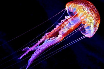 Почему медуза жалится?