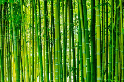 Любопытные сведения о бамбуке