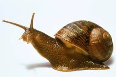 Сможет ли улитка выжить без своей раковины?