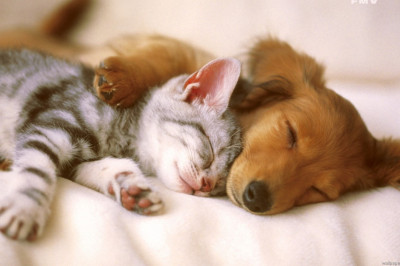 О взаимоотношениях между кошками и собаками