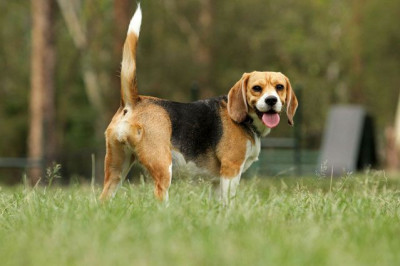 Почему собака виляет хвостом?