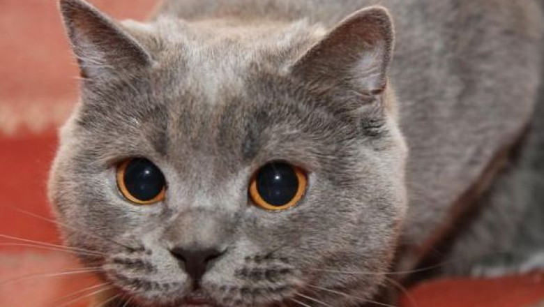 Почему кошка называется «кошкой»?