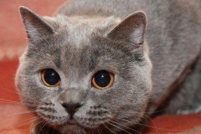 Почему кошка называется «кошкой»?