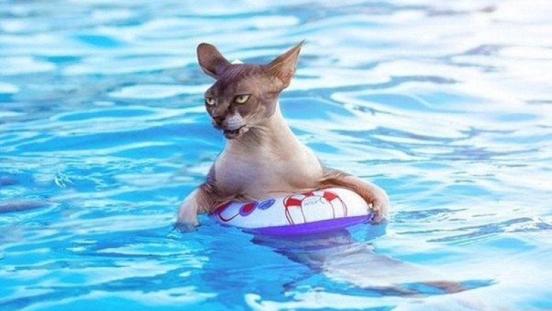 Правда ли, что кошки боятся воды?