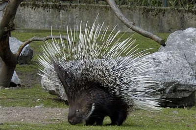 Интересные факты о дикообразах