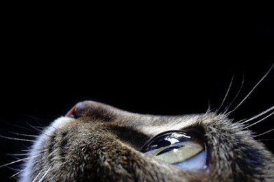 Как кошки предсказывают приближение землетрясения?