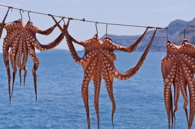 Чем примечательна рыбалка на осьминогов?