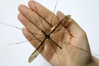 Самый огромный комар