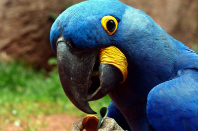  Как птицы могут говорить?