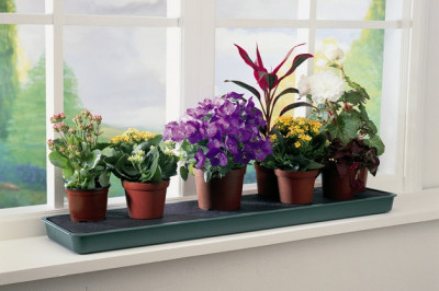 4 растения, которые стоит держать у себя дома