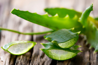 С чем связано название растения столетника?