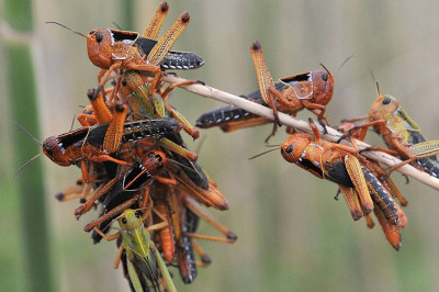 Саранча как истинная катастрофа