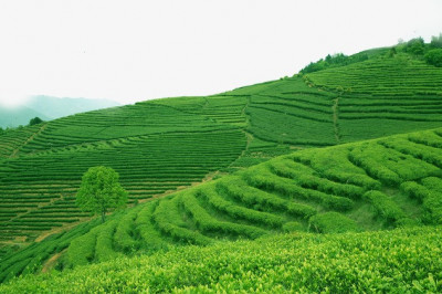 Как чай стал знаменитым напитком?