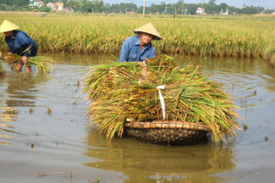 Чем опасно выращивание риса?