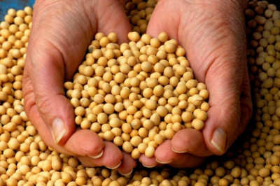 Как соя вошла в историю мира?