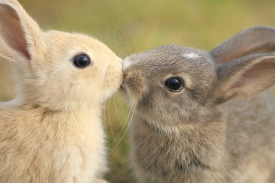 Целуются ли животные?