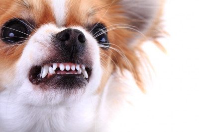 Топ самых опасных собак