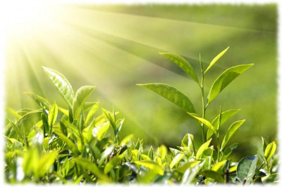 Почему полезно выращивать растения?