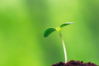 Как растения влияют на мир?