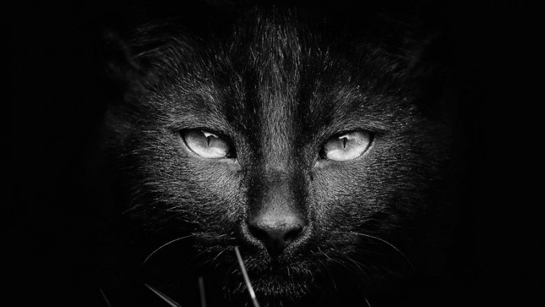 Отчего ночью все кошки серы?