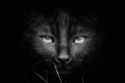 Отчего ночью все кошки серы?