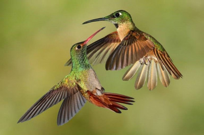 Как живут колибри?