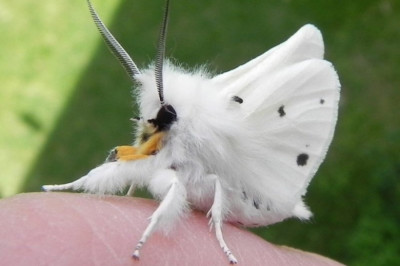 Самая необычная моль