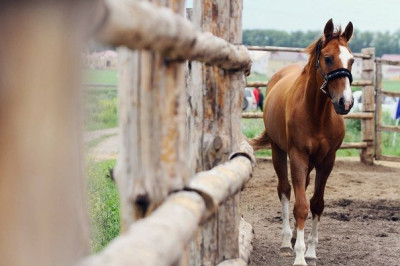 Как у животных, которые спят стоя, не устают ноги?