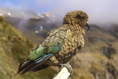 Почему боятся попугаев кеа?