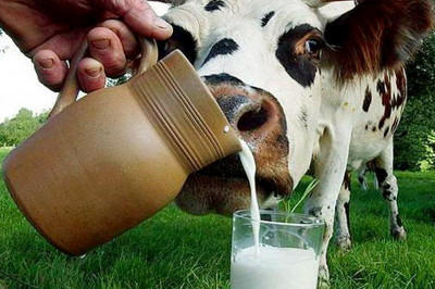 Почему корова все время выделяет молоко?