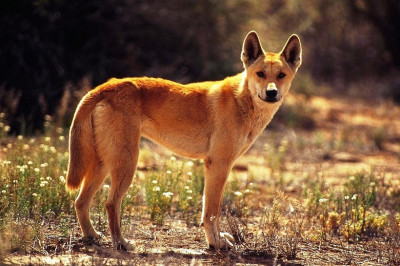 Зачем в Австралии построена 