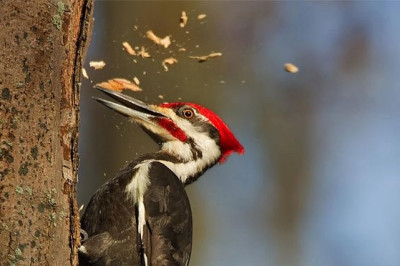 Почему у дятлов не болит голова?
